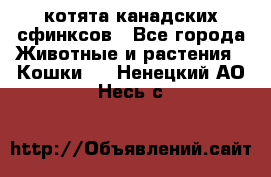 котята канадских сфинксов - Все города Животные и растения » Кошки   . Ненецкий АО,Несь с.